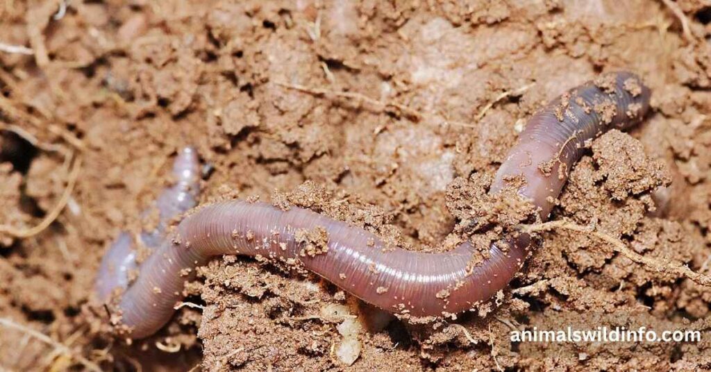 Earthworm