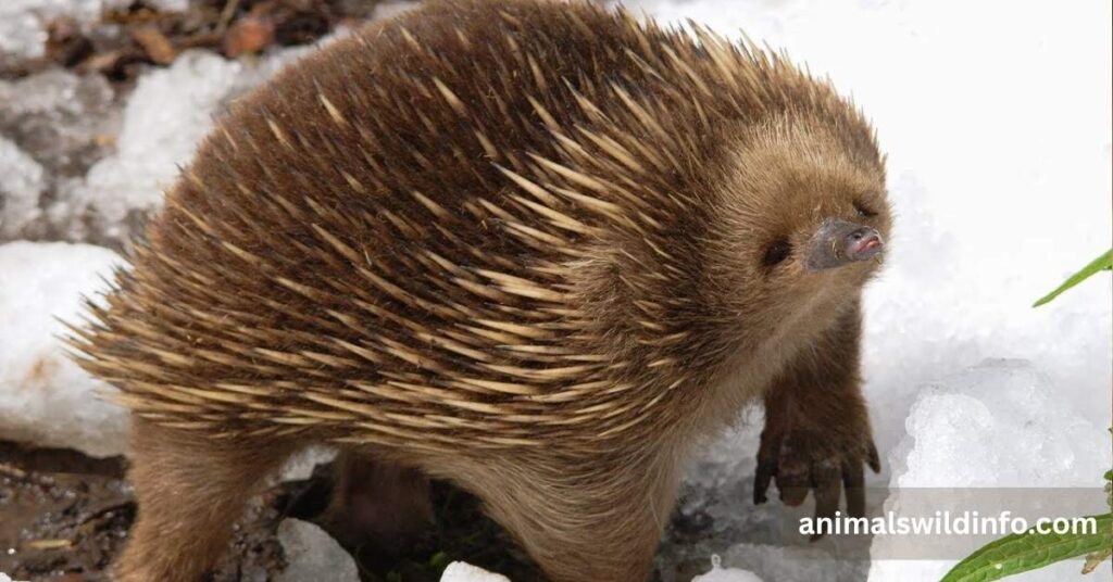 Echidna