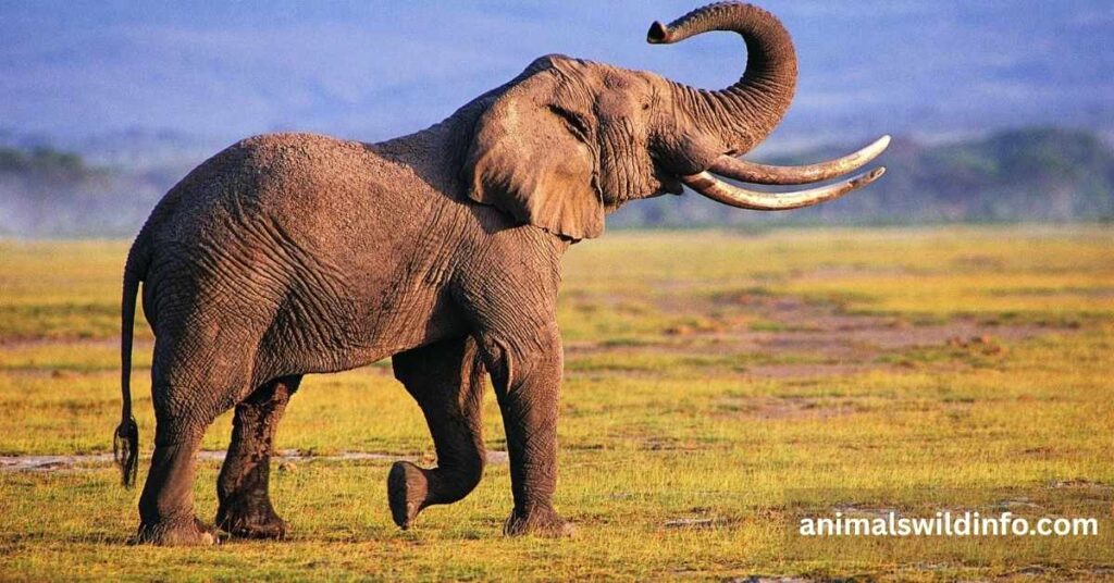 Elephant