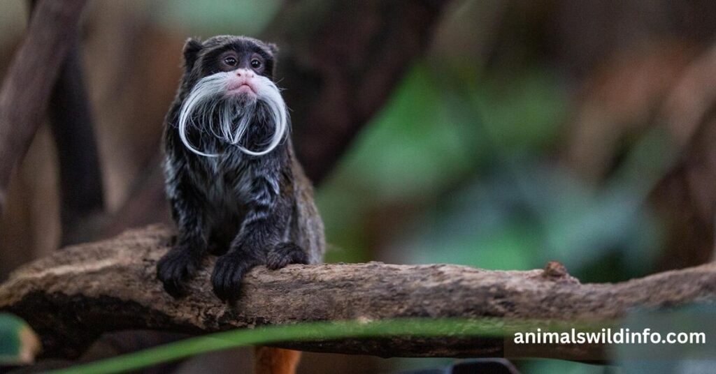 Emperor Tamarin