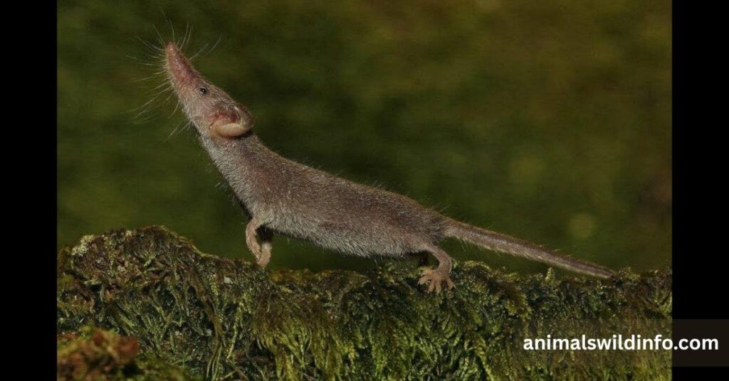 Etruscan Shrew