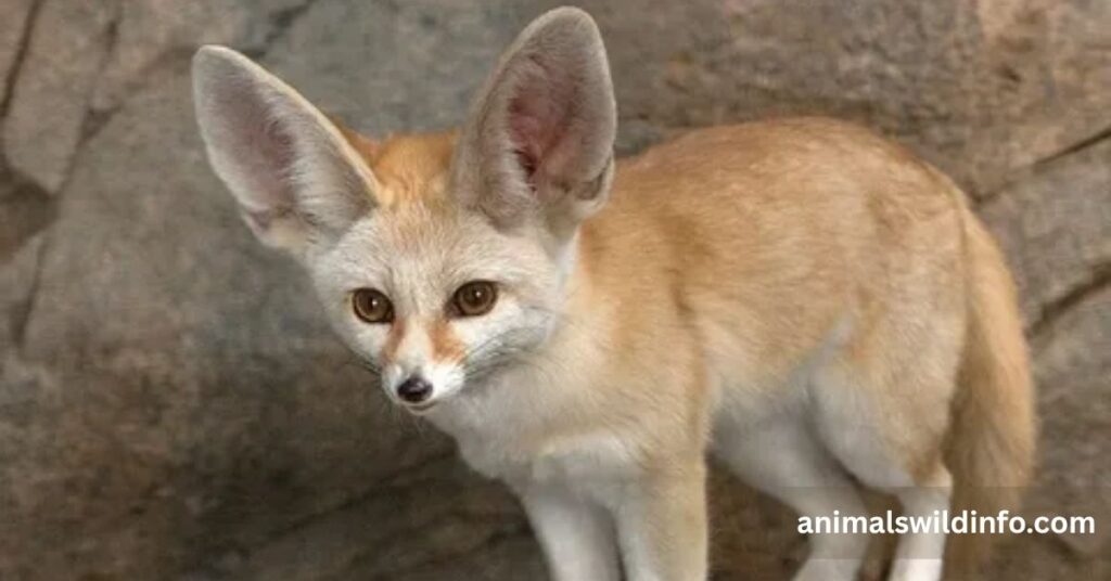 Fennec Fox