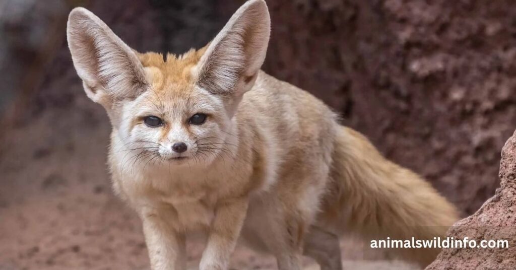 Fennec Fox