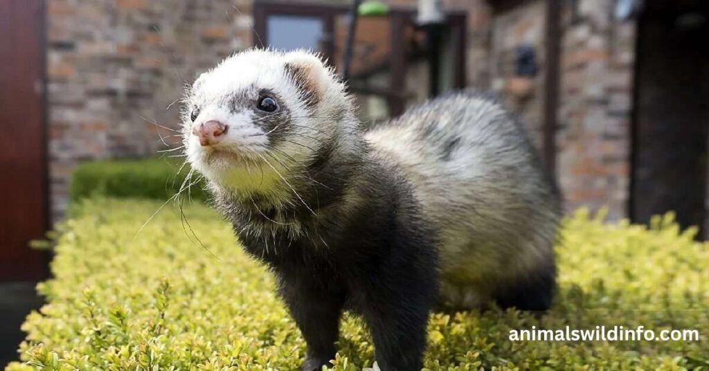 Ferrets