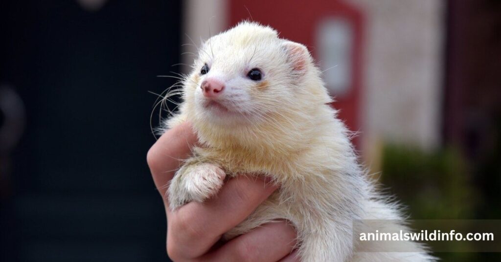 Ferrets