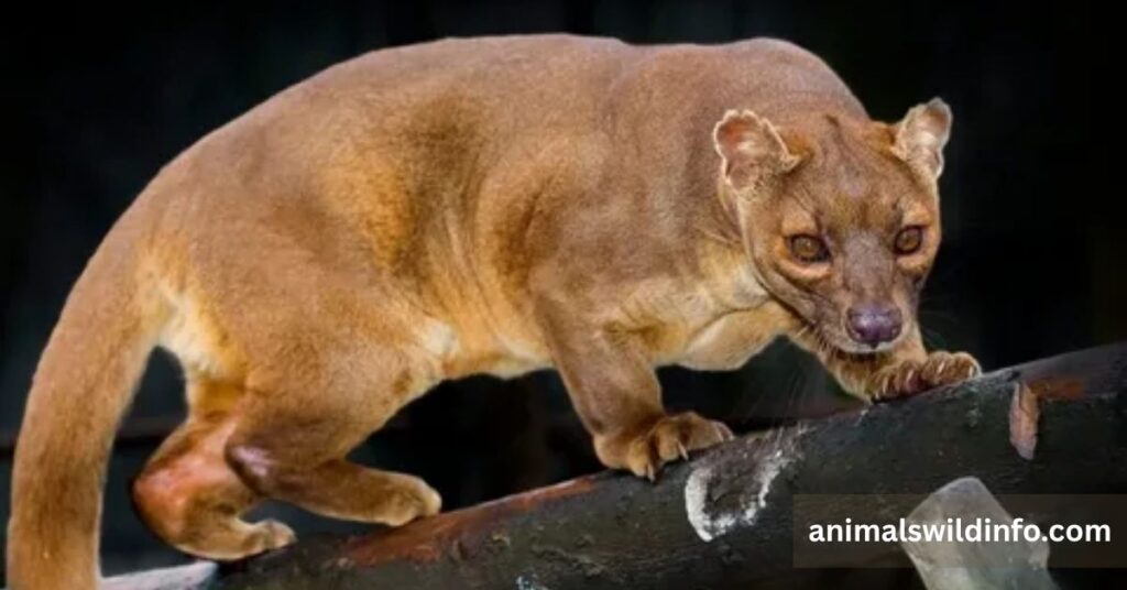 Fossa