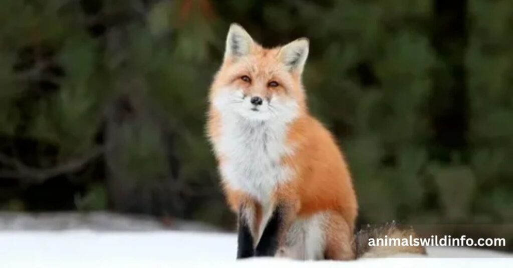 Fox