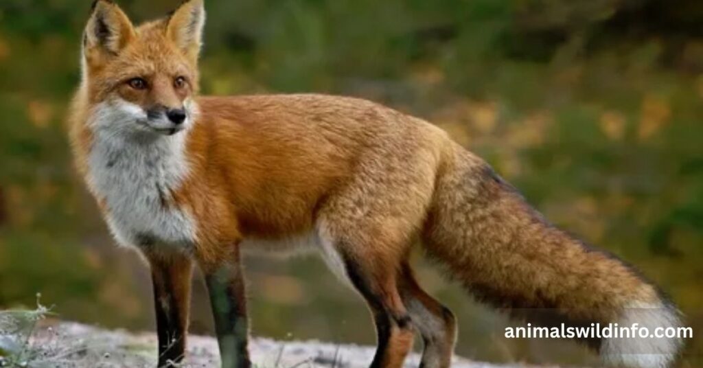 Fox