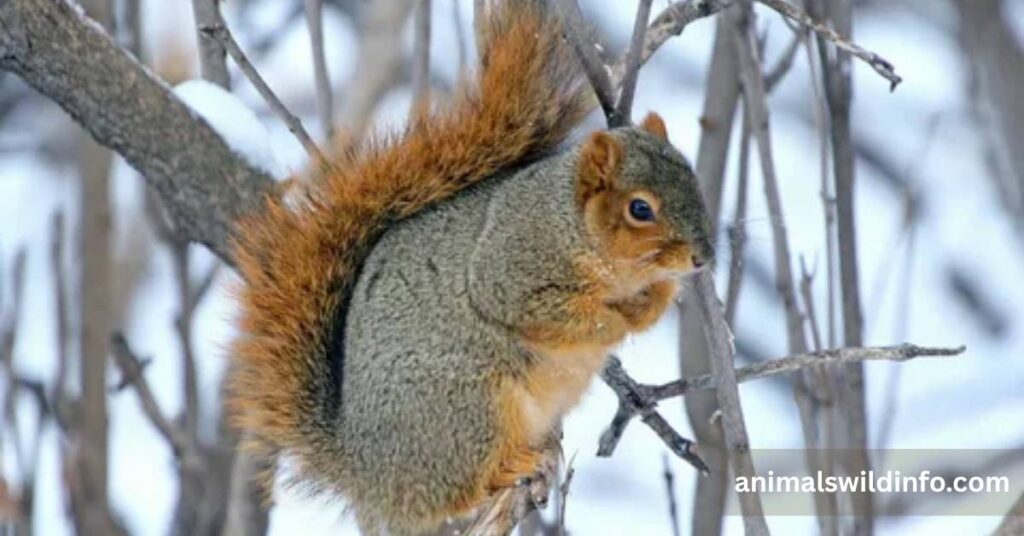Fox Squirrel