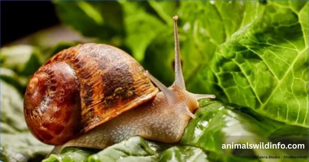 Garden Snail