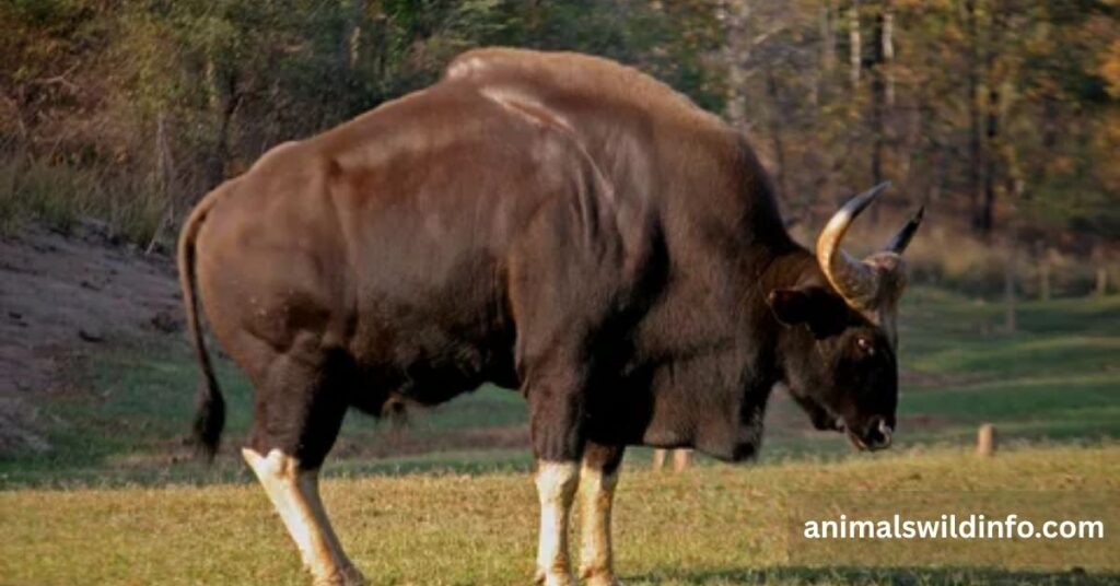 Gaur