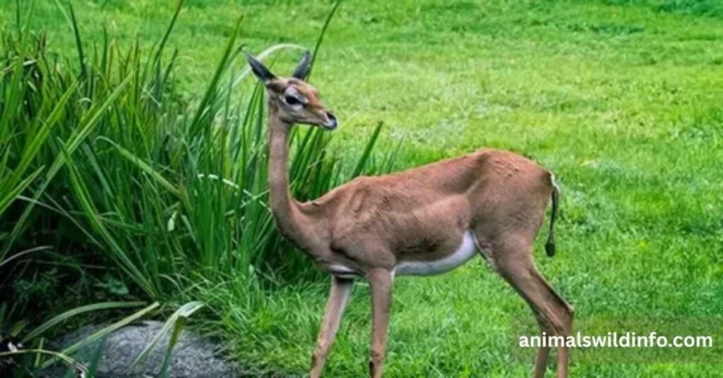 Gazelle