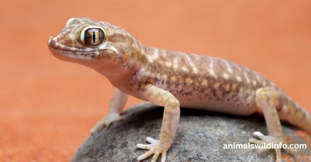 Gecko