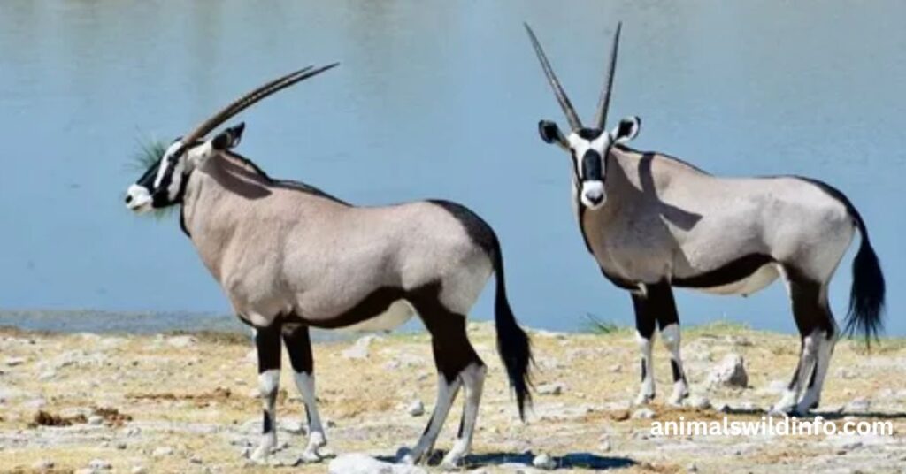 Gemsbok