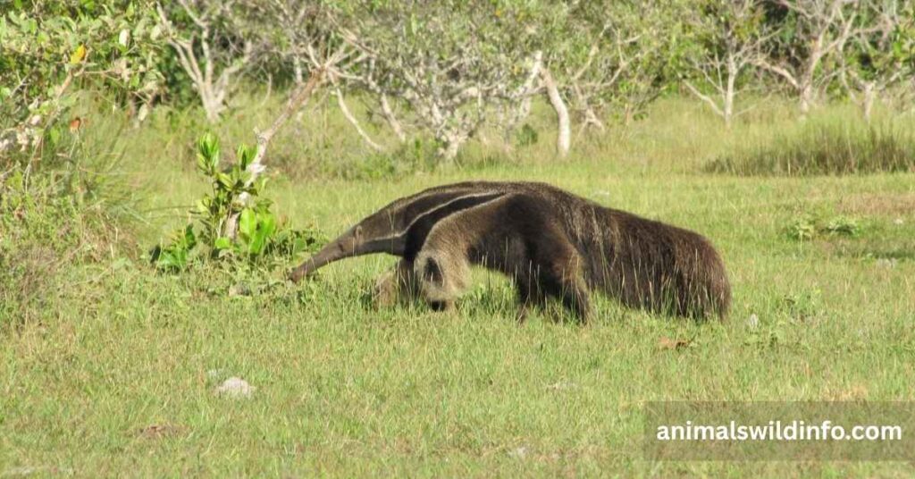 Giant Anteater