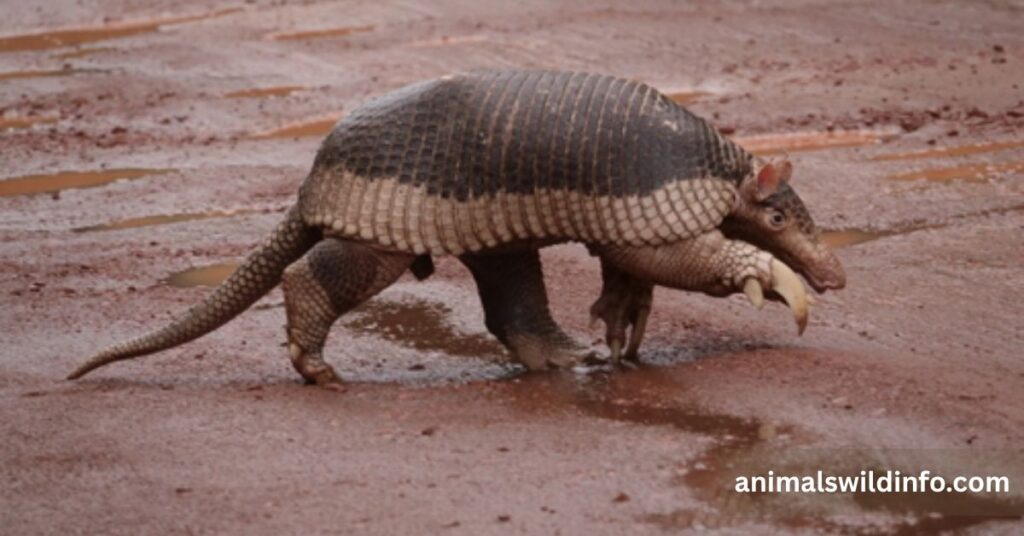 Giant Armadillo
