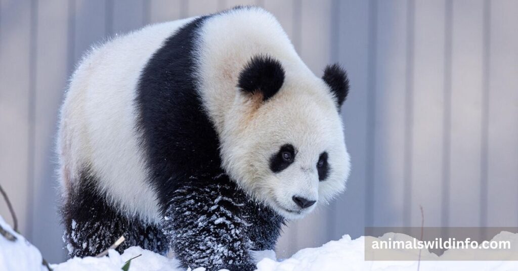 Giant Panda