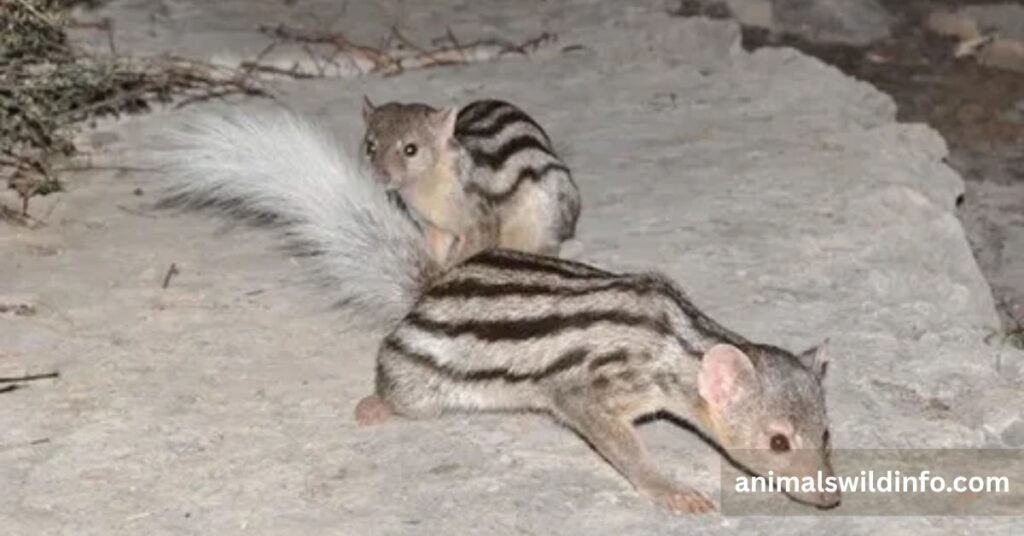 Giant-Striped Mongoose