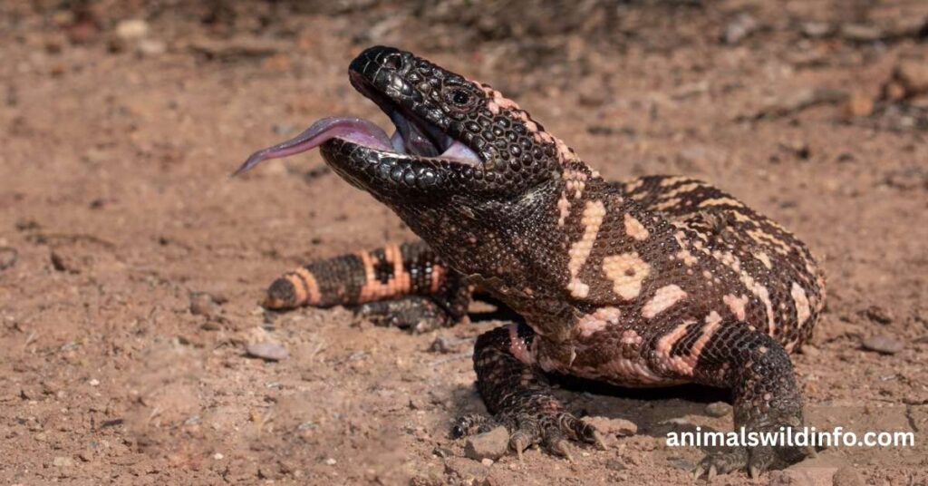 Gila Monster