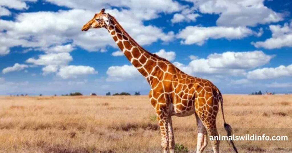 Giraffe