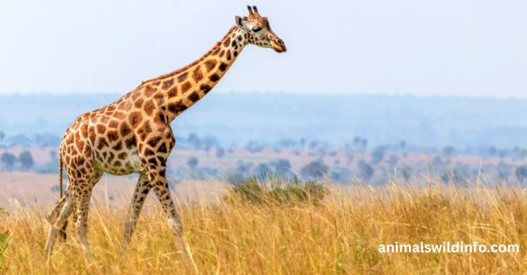 Giraffe