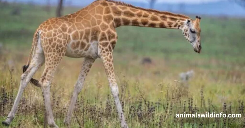 Giraffe