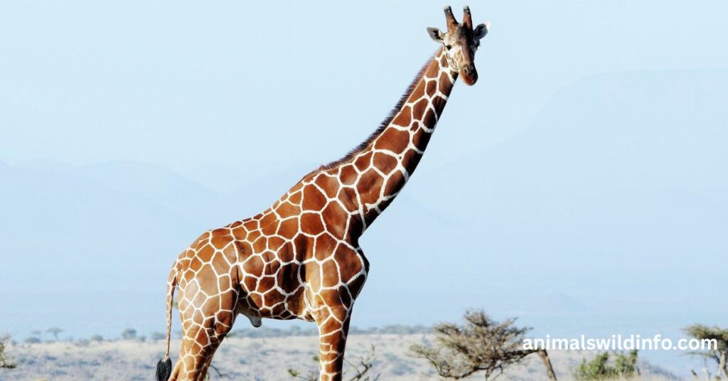 Giraffe