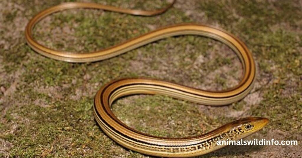 Glass Lizard