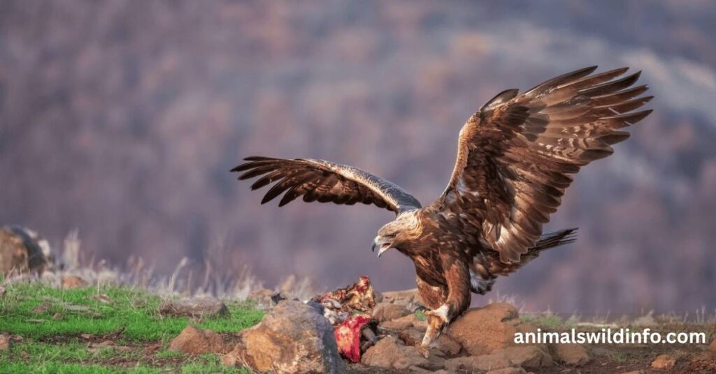 Golden Eagle