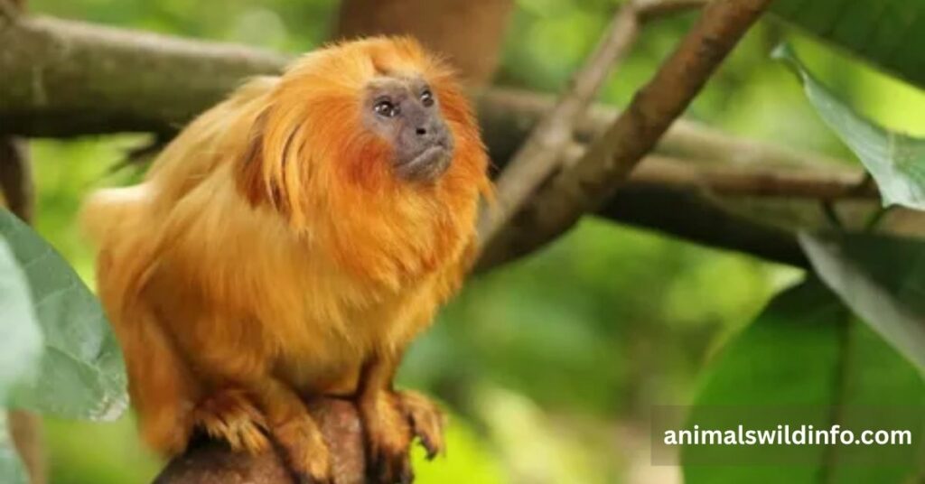 Golden Lion Tamarin