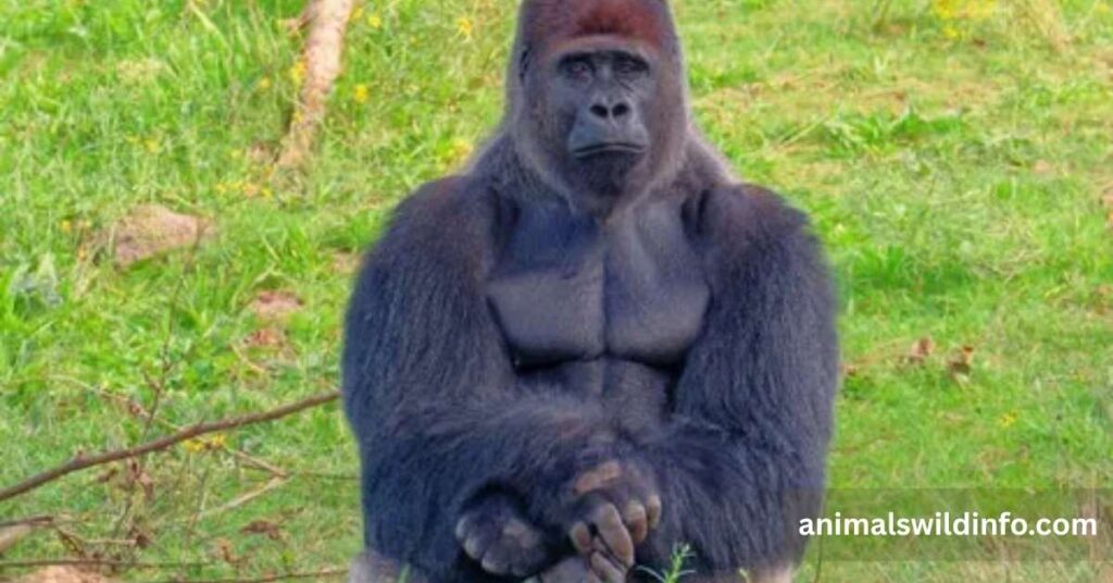 Gorilla