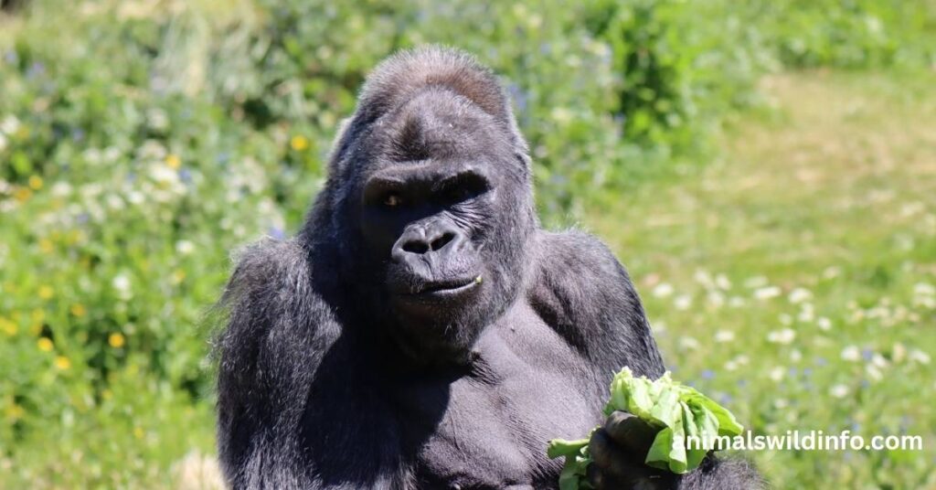 Gorilla
