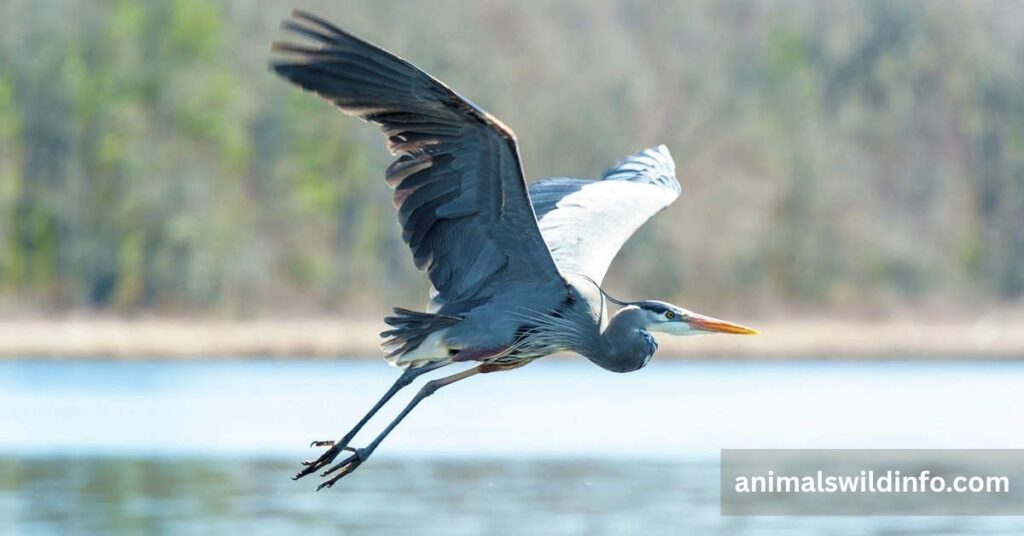 Great Blue Heron
