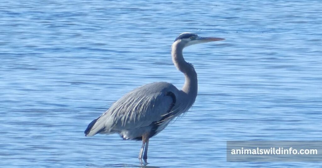 Great Blue Heron