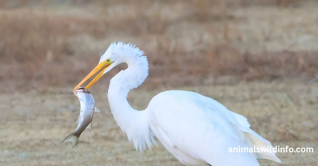 Great Egret