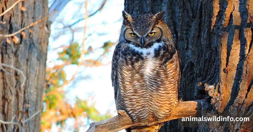 Great Horned Owl