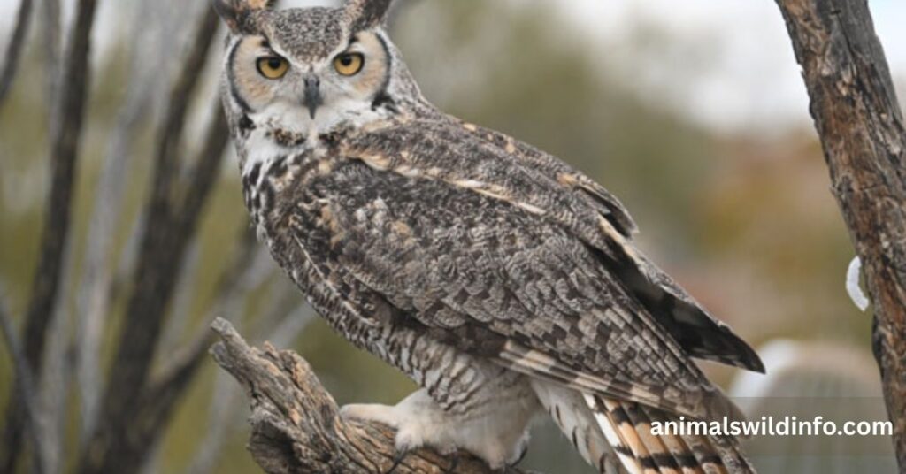 Great Horned Owl