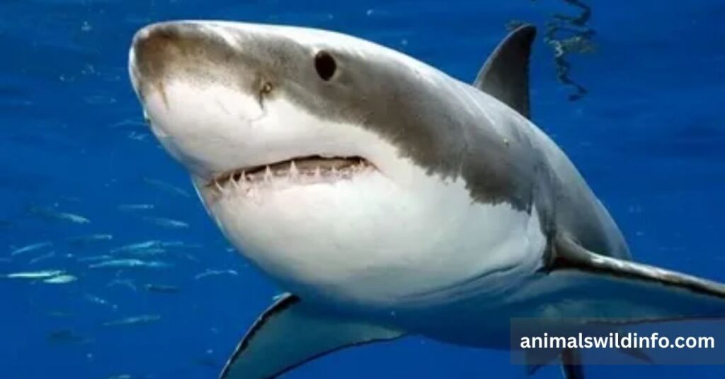 Great White Shark