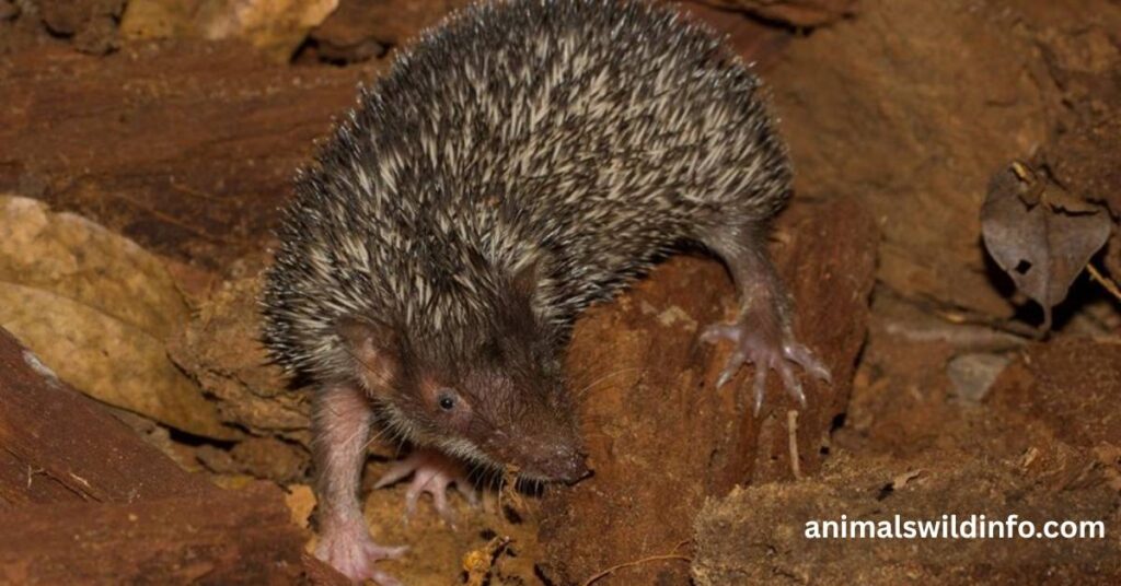 Greater Hedgehog Tenrec