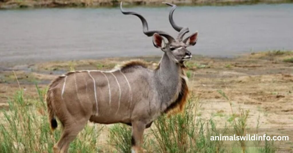 Greater Kudu