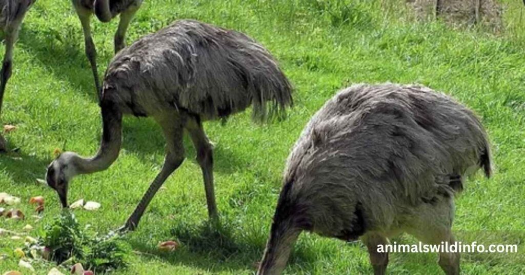 Greater Rhea