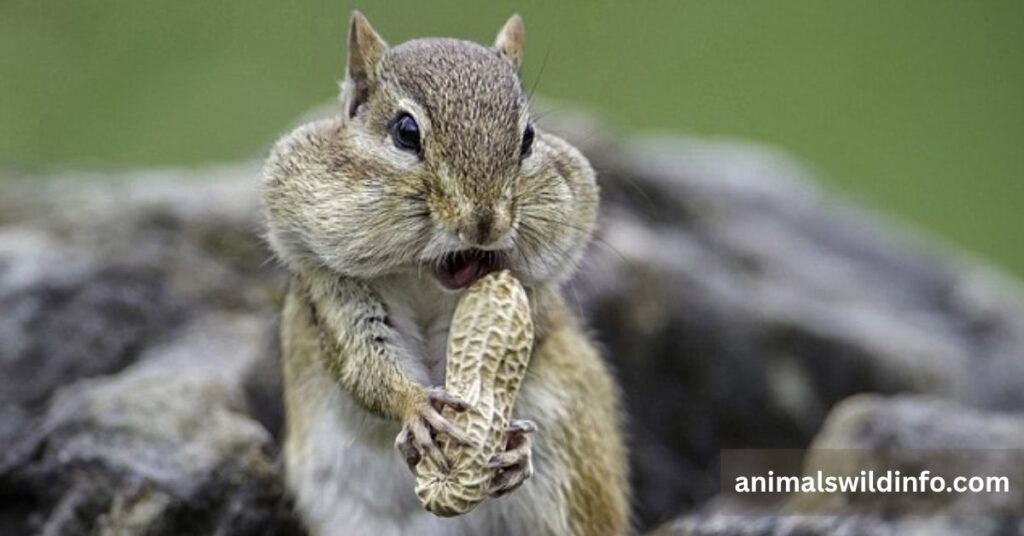 Greedy Animals