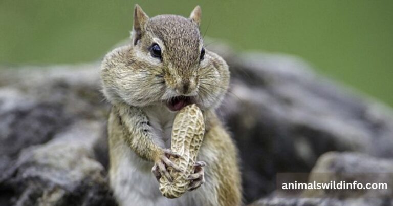Greedy Animals