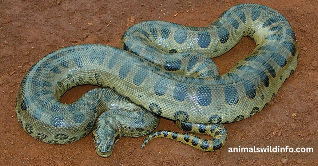 Green Anaconda