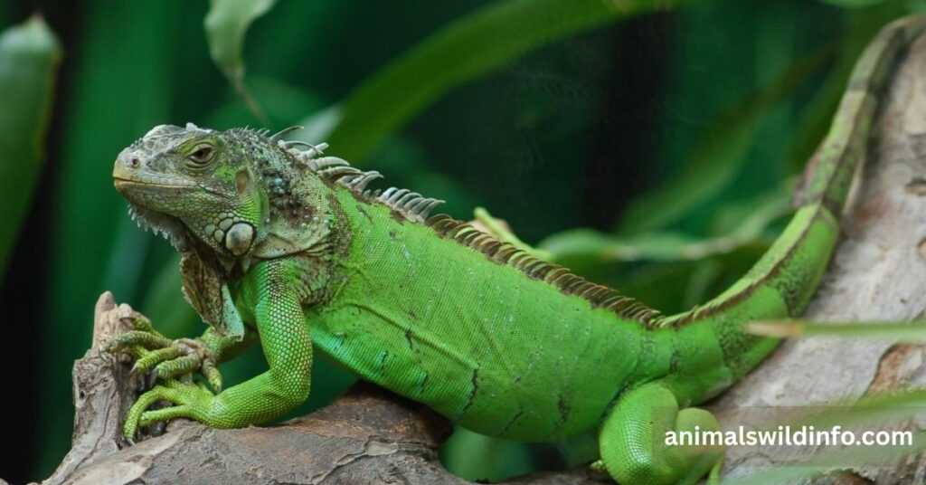 Green Iguana