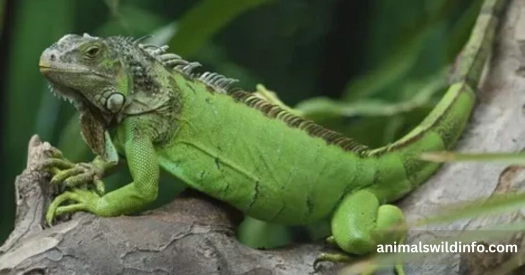 Green Iguana