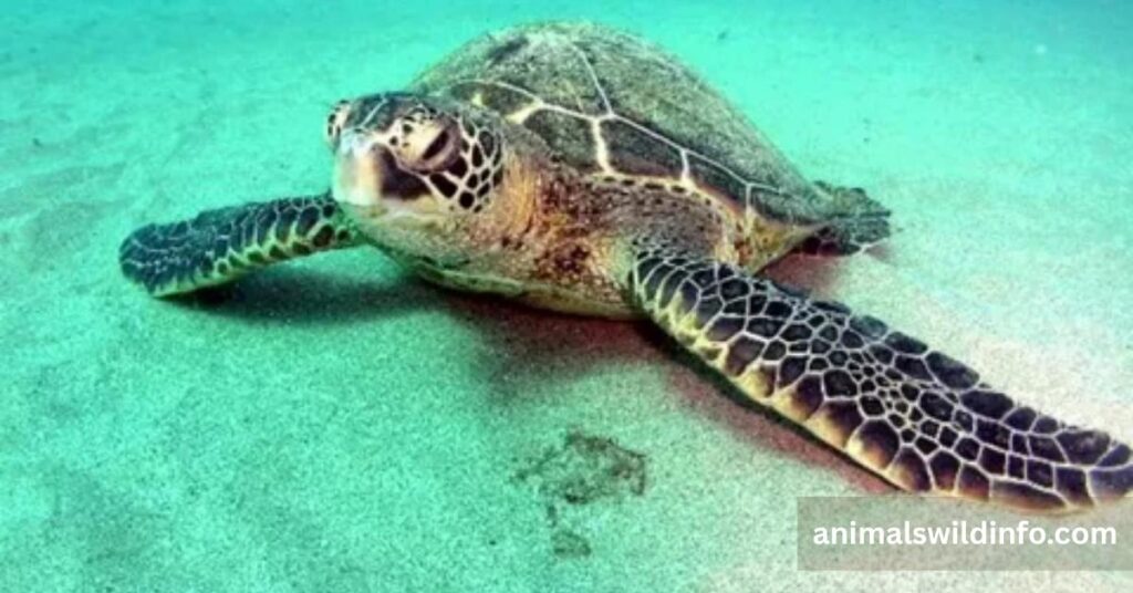 Green Sea Turtle