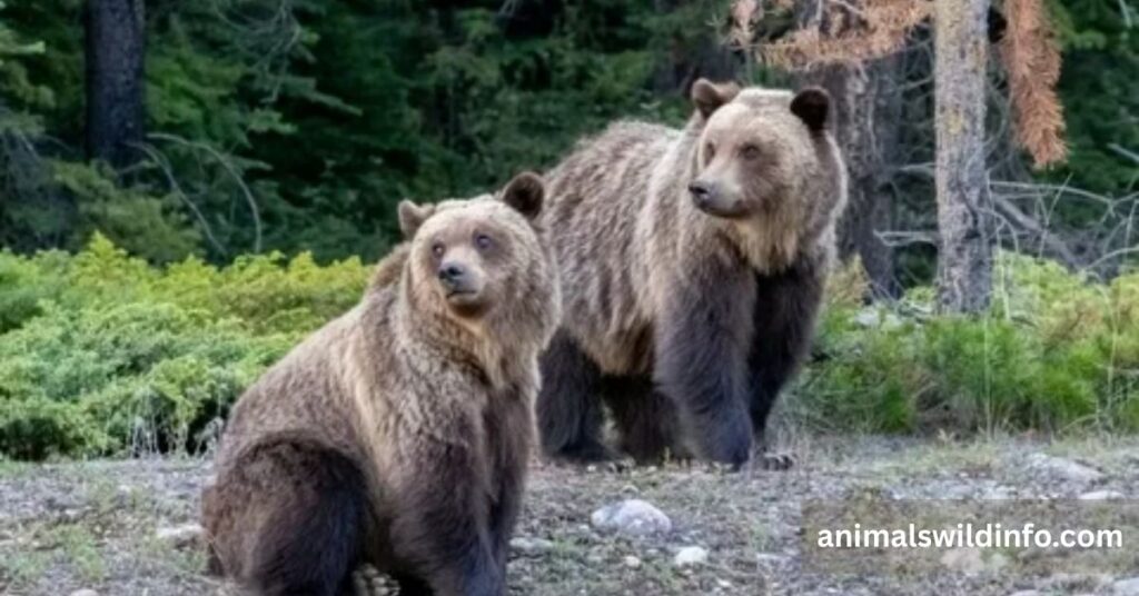 Grizzly Bear