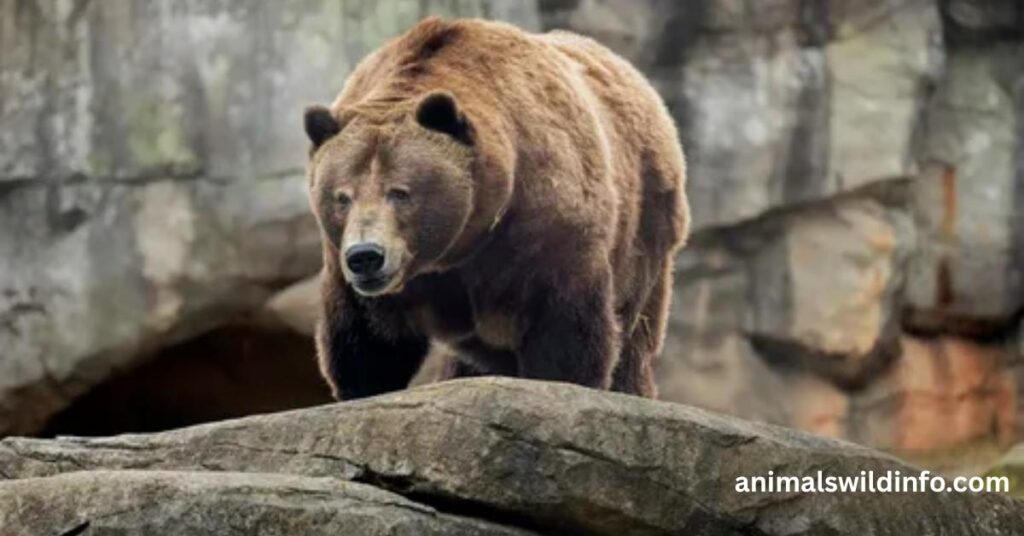 Grizzly Bear