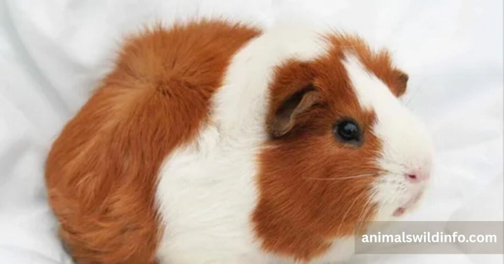Guinea Pig